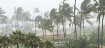 Tall palm trees bend in strong winds during a heavy rainstorm, with mist and haze reducing visibility in the background 