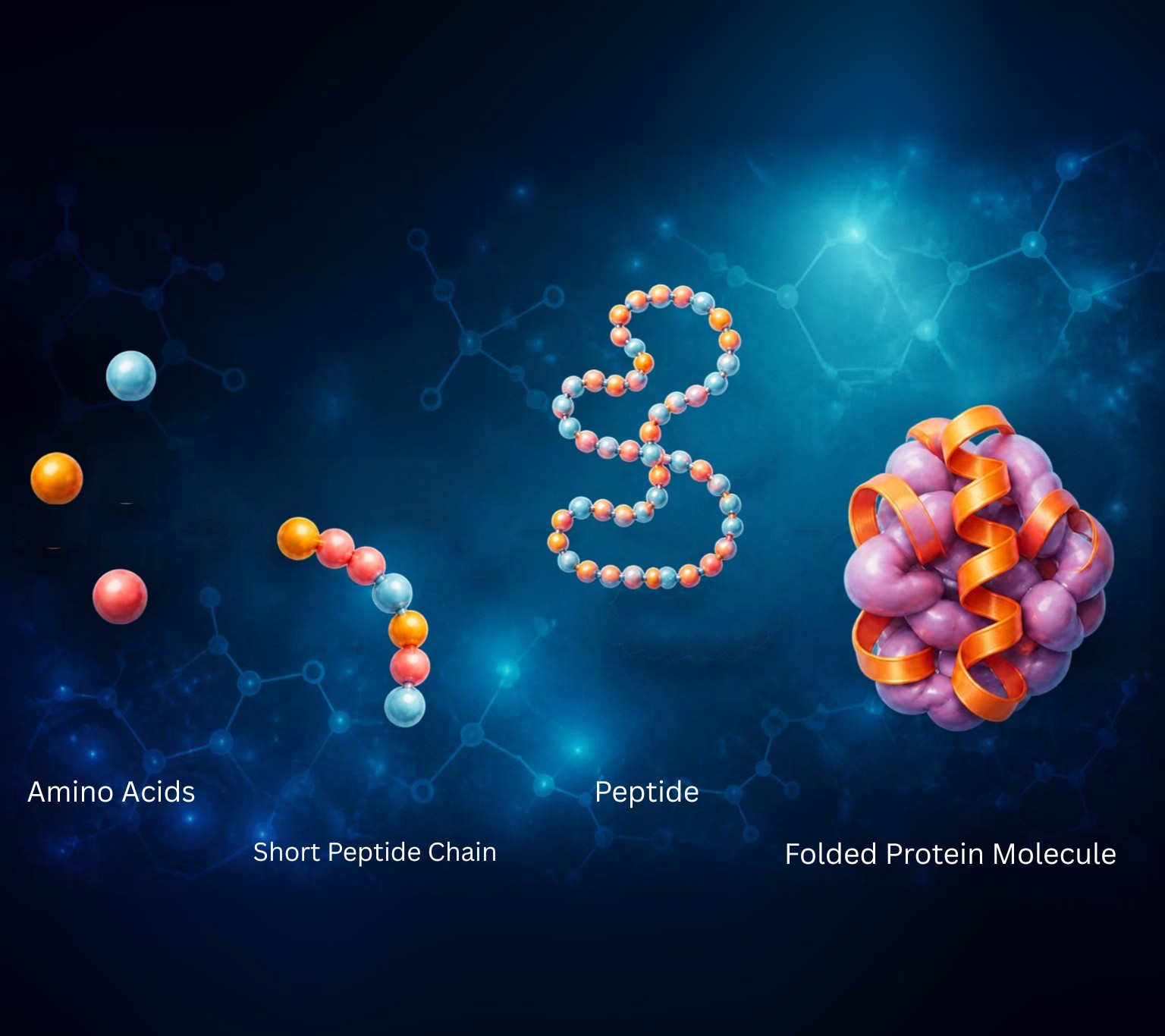 Amino acids, a short peptide chain, a peptide and a folded protein molecule